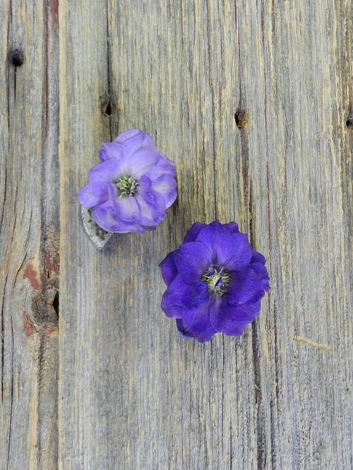 BLACK VELVET  PURPLE HYBRID DELPHINIUM